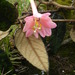 Passiflora lanata - Photo (c) Hernan Dario Bernal, todos los derechos reservados, subido por Hernan Dario Bernal