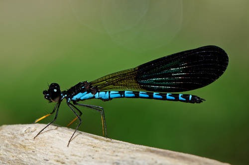 Rhinocypha tincta Rambur, 1842