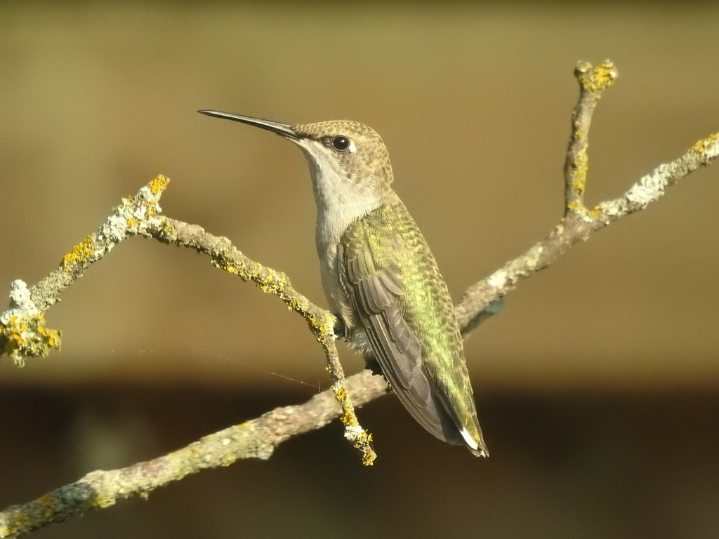Black-chinned Hummingbird from De Peer Ave, Austin, TX, US on August 21 ...