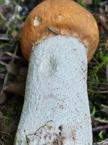 Leccinum leucopodium
