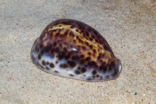 Tiger Cowry