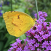 Mariposa Dormilona Naranja - Photo (c) Michael Retter, todos los derechos reservados