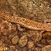 Paddle-tailed Newts - Photo (c) 豆豆, all rights reserved, uploaded by 豆豆