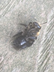 Andrena vicina image