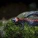 Oaxacan False Brook Salamander - Photo (c) Ferry Montiel, all rights reserved, uploaded by Ferry Montiel