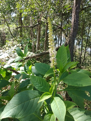 Mexican pokeweed