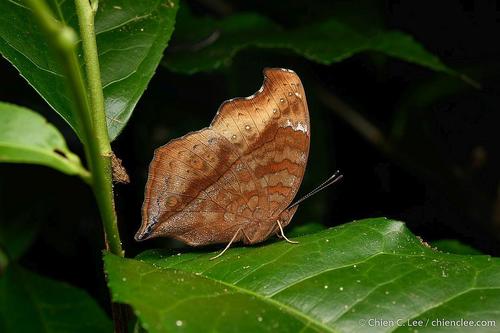 Island Brown Pansy