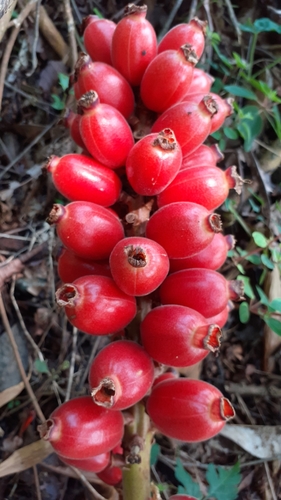 Renealmia alpinia (Rottb.) Maas
