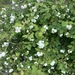 Common Snowberry - Photo (c) kbiggs, all rights reserved, uploaded by kbiggs