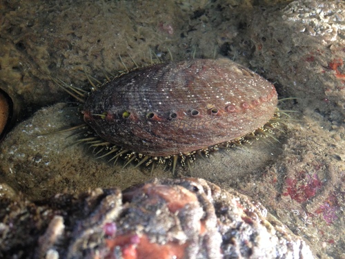 Green Abalone