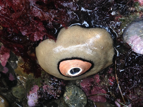 Giant Keyhole Limpet