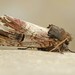 Chestnut Schizura Moth - Photo (c) David Beadle, all rights reserved, uploaded by David Beadle