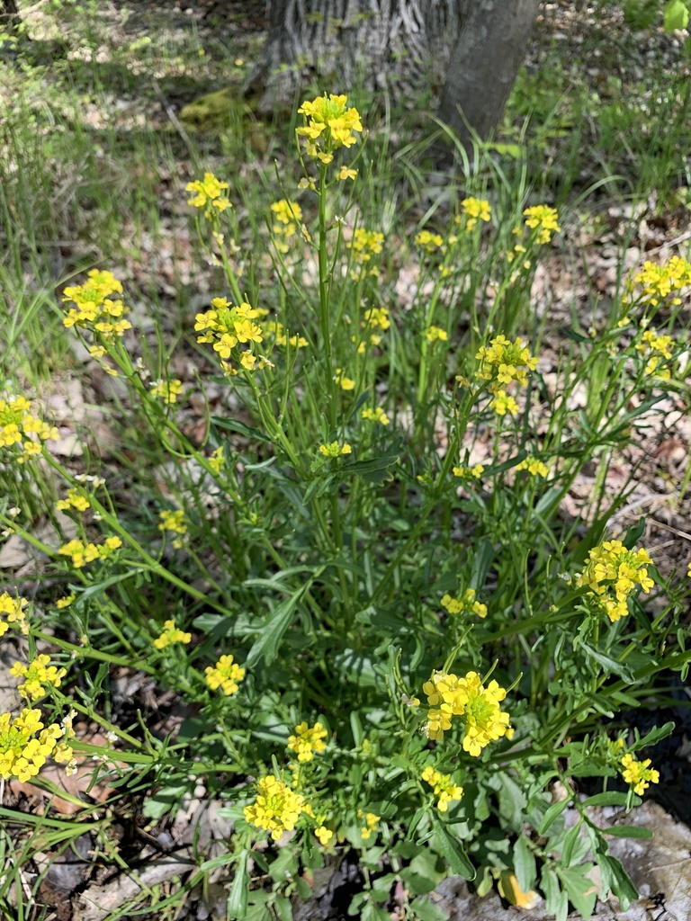 bitter wintercress from Stony Garden Rd, Kintnersville, PA, US on May ...