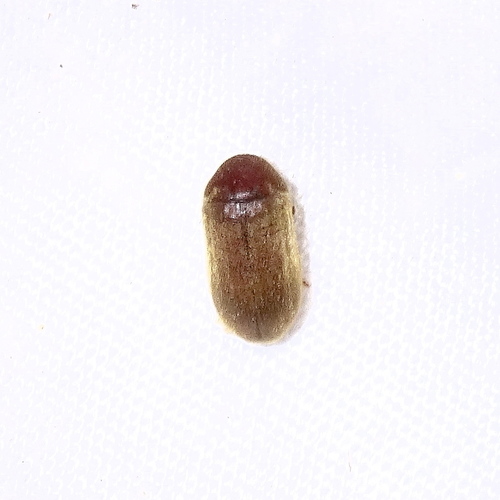 Megorama ingens