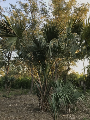 Mexican Palmetto