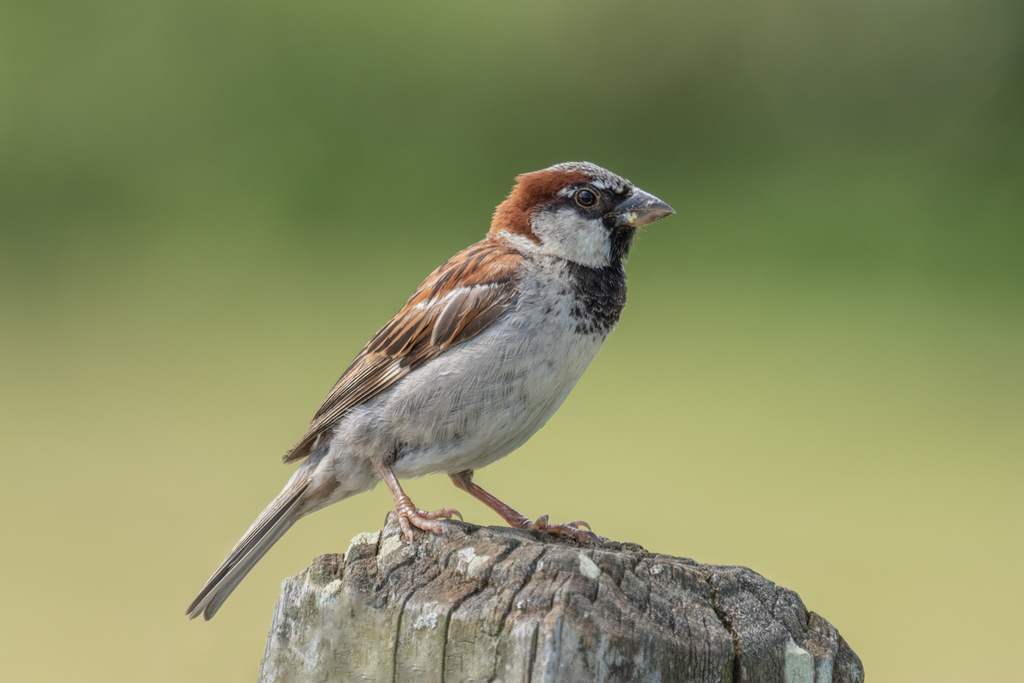 House sparrow - Wikipedia