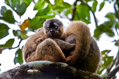 Red-fronted Brown Lemur