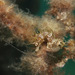 Observation photo