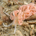 Made-up Phyllodesmium - Photo (c) James Peake, all rights reserved, uploaded by James Peake