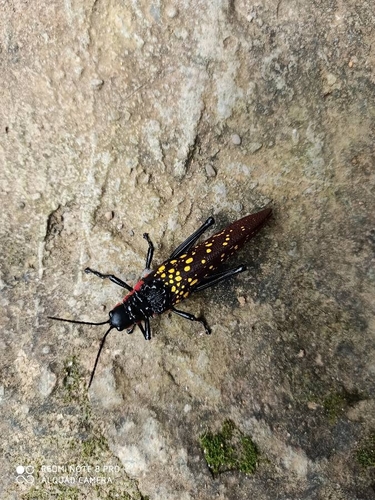 Spotted Locust