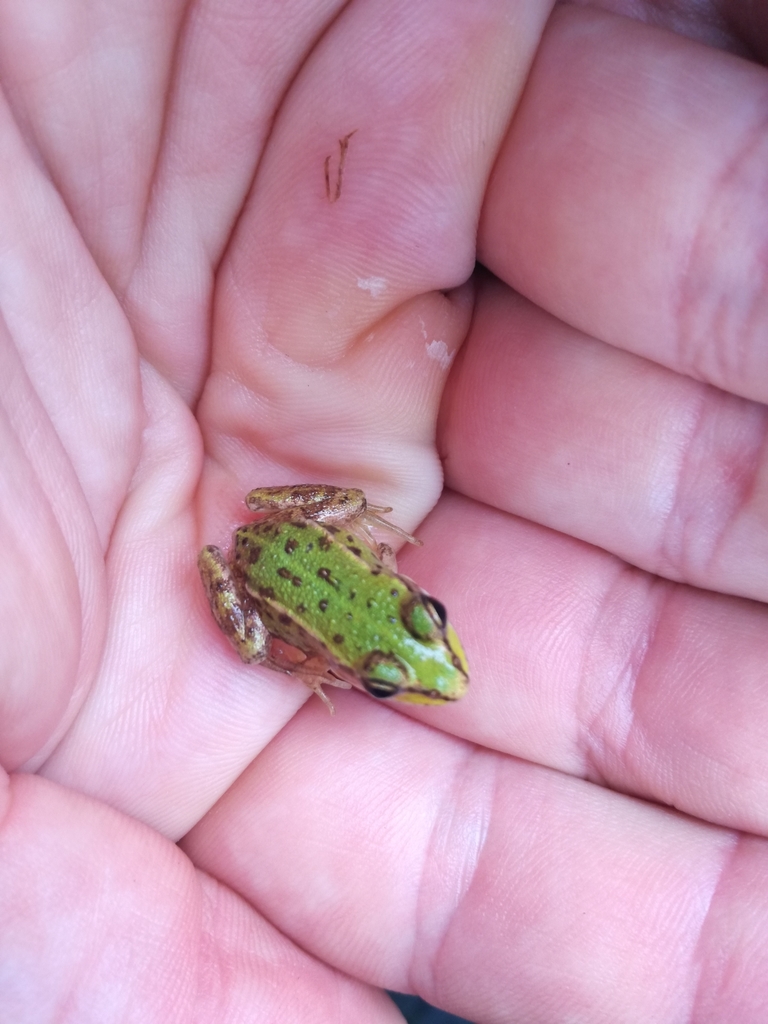 Edible Frog from Merwelanden, Dordrecht, Netherlands on August 22, 2020 ...