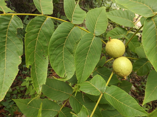 Mexican walnut