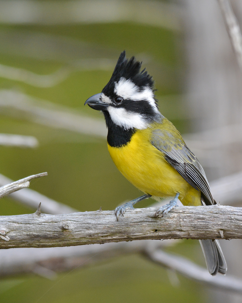 Eastern Shrike-tit (Falcunculus frontatus) photo