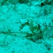 Observation photo
