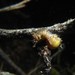 Observation photo