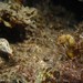Observation photo