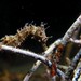 Observation photo