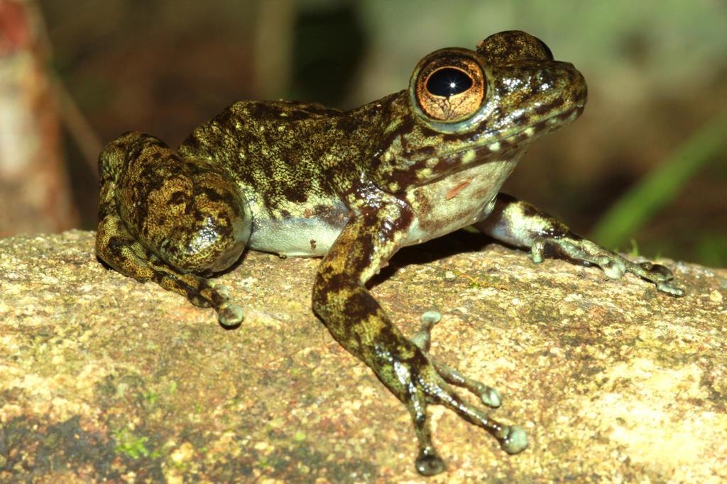 Boehmantis microtympanum - iNaturalist