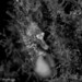 Observation photo