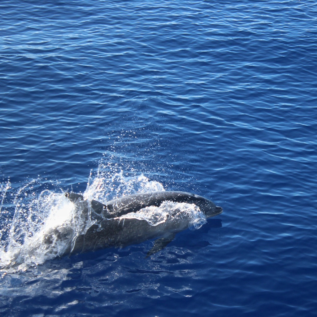 Common bottlenose dolphin