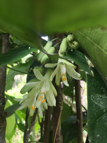 Dilkea acuminata