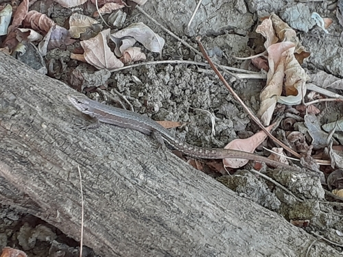 Meadow Lizard