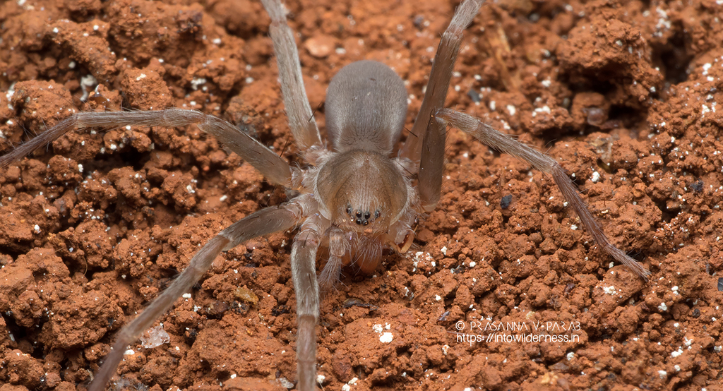 Amauropelma in December 2019 by Prasanna Parab · iNaturalist