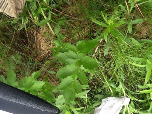 Poison Parsnip (The Marsh Ecosystem at the Watershed Center ) · iNaturalist