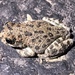 Canyon Tree Frog - Photo (c) Gerry Salmon, all rights reserved, uploaded by Gerry Salmon