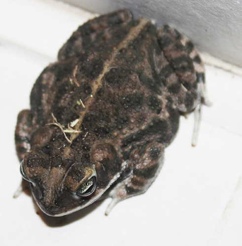 confusing toad