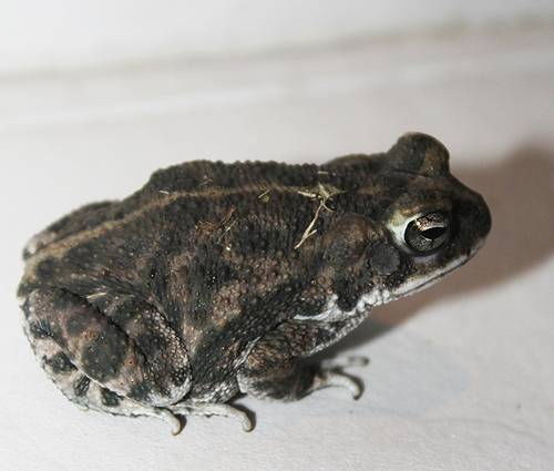 confusing toad