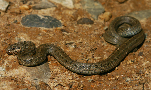 Steppe Ratsnake