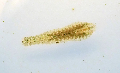 Hemiclepsis marginata  iNaturalist