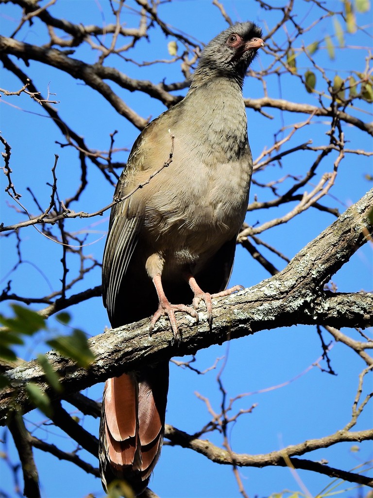 Chaco Chachalaca Ortalis canicollis iNaturalist