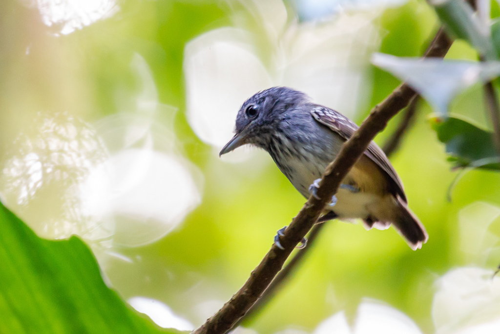 Streak-crowned Antvireo photo