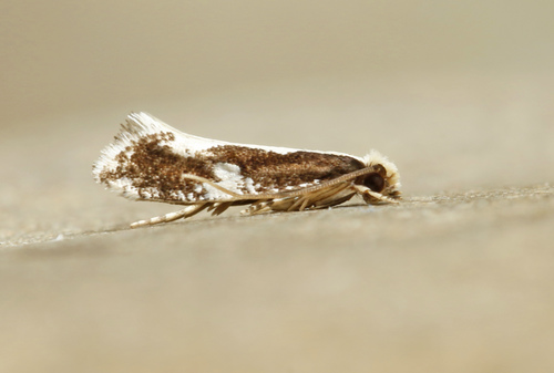 Monopis dorsistrigella (Clemens, 1859)