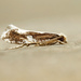 Monopis dorsistrigella - Photo (c) David Beadle, todos los derechos reservados, subido por David Beadle