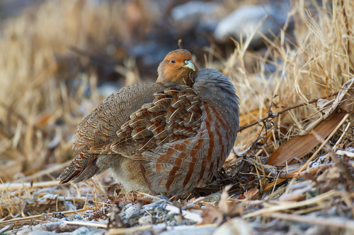 Gray Partridge