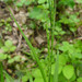 Carex strigosa - Photo (c) Tig, todos los derechos reservados