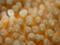 Acropora palmata image